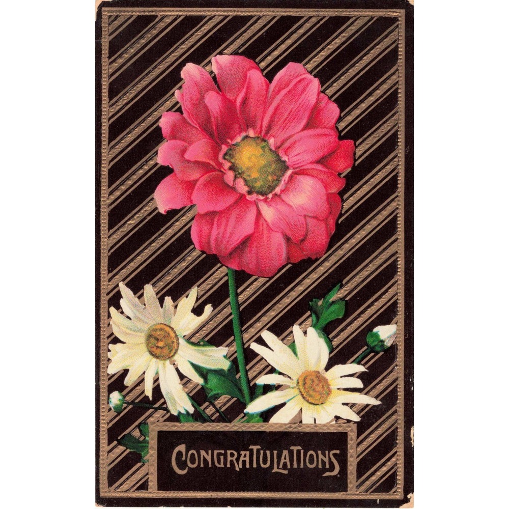 Vintage 1912 Floral Congratulations Postcard Pink Flower Daisies Germany 1806